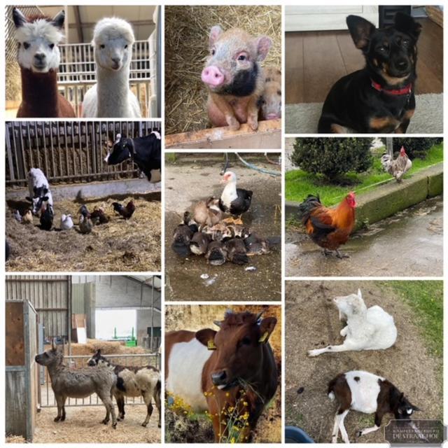 Herberg Boerderij De Straat-Hof Bed & Breakfast Leimuiden Екстериор снимка